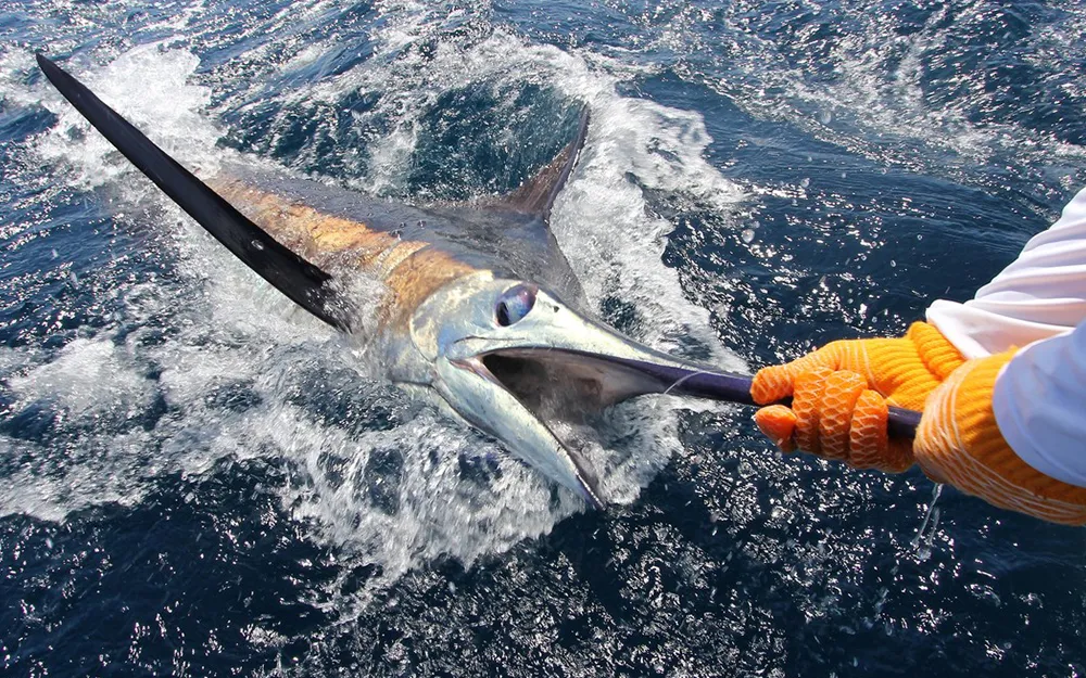 Marlin Fishing Jaco