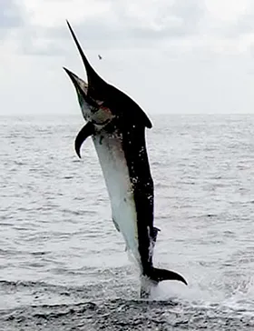 Marlin Sportfishing Jaco