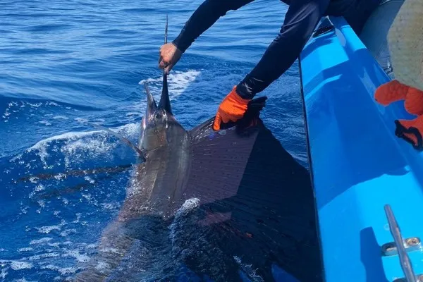 Sailfish Fishing Los Suenos